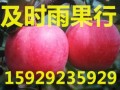 红富士苹果批发行情/陕西红富士苹果/膜袋红富士苹果价格